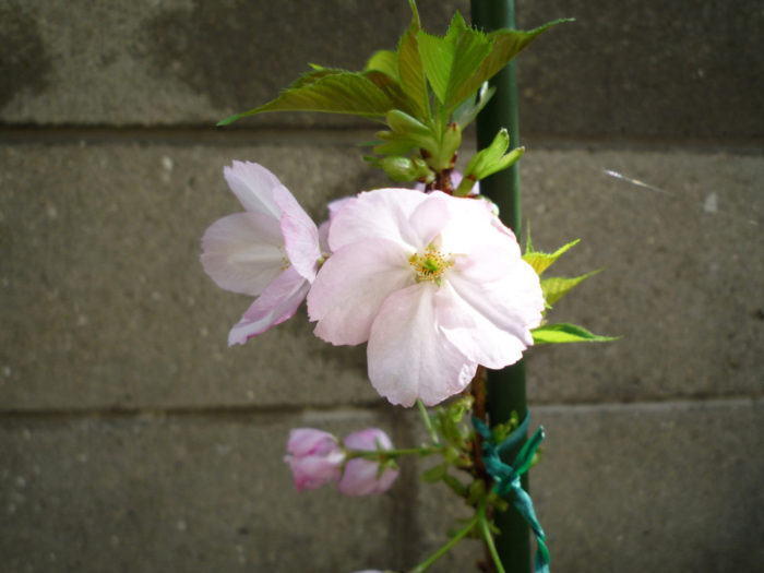 2017.4.12　春の花 (2)
